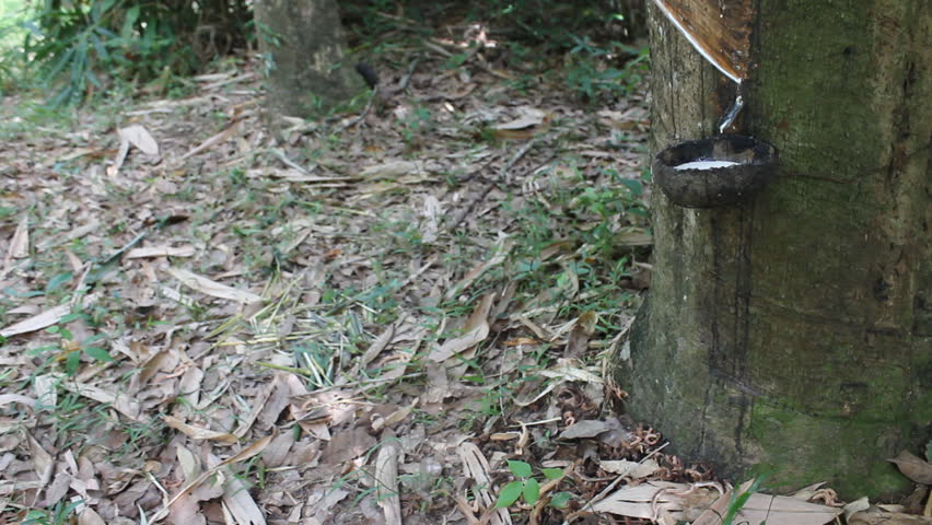 Keep rubber from natural rubber tree