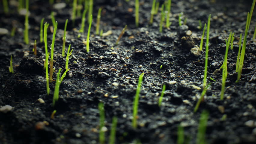 Green sprouts. Timelapse. HD