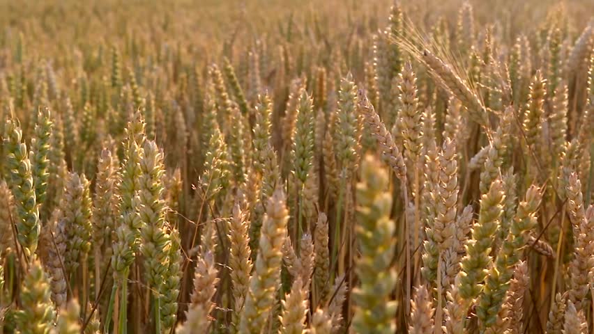 wheat, slider shot