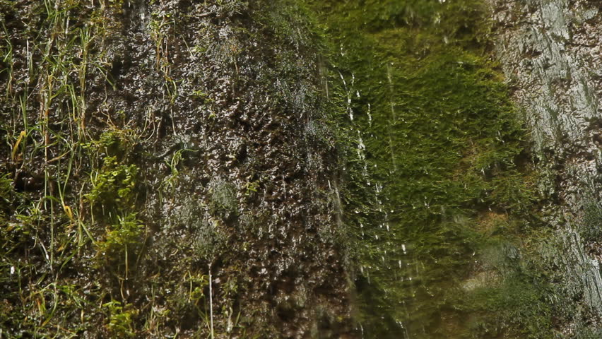 Dripping mossy cliff. Three shots.
Torrents of water flowing down a mossy cliff face. Three shots. Note some drops on lens on second and third shots. Websters Falls, Dundas, Ontario, Canada.
