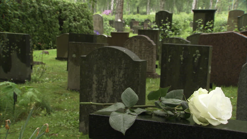 A white rose on a tombstone