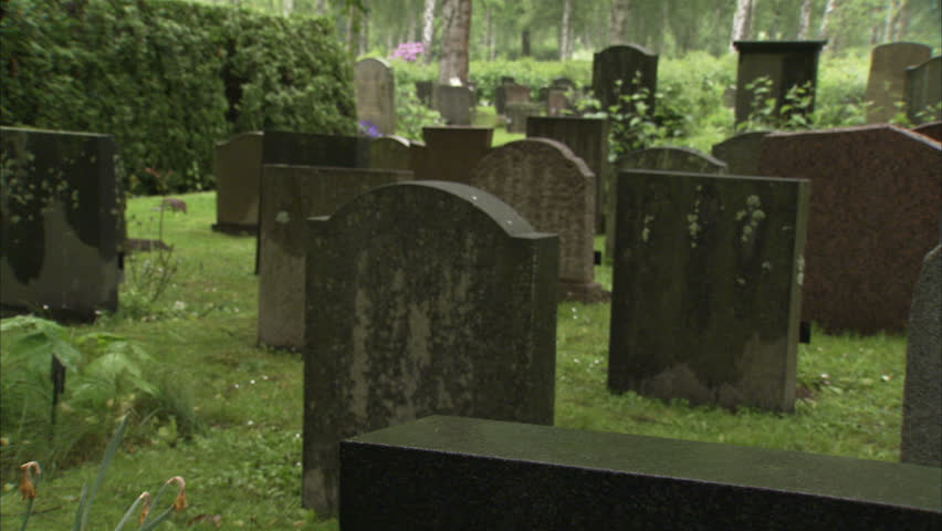 A white rose on a grave
