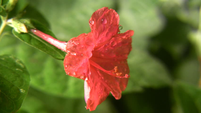 Red flower