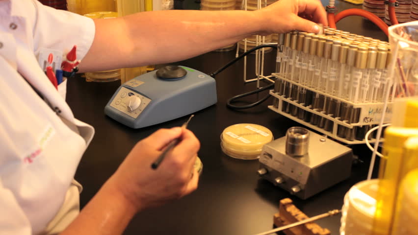 looking at a petri dish to look for microbes or viral infections