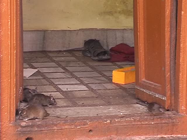 Rats in indian temple