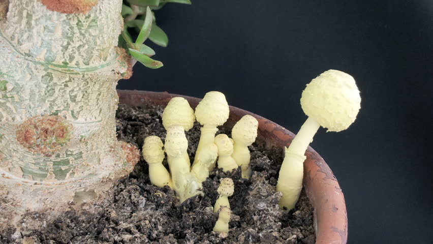 Lepiota Lutea Mushrooms growing timelapse