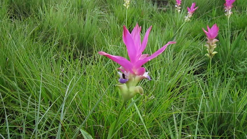 Siam Tulip