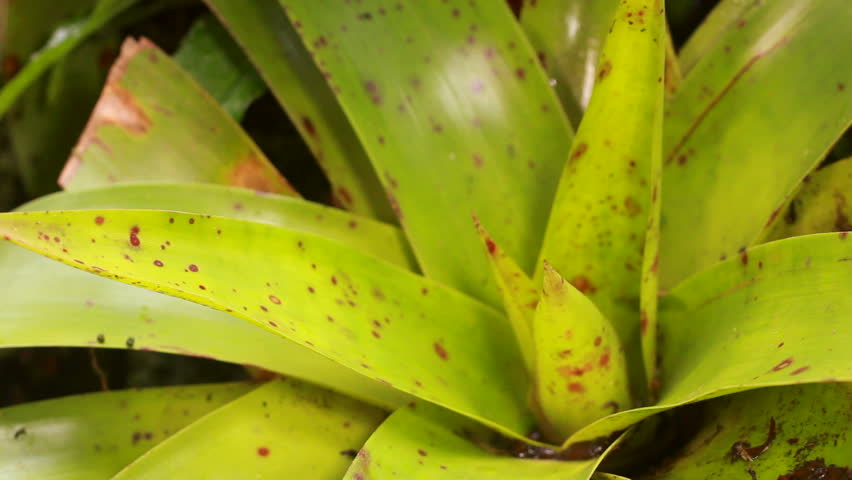 Rio Coca Robber Frog (Pristimantis quaquaversus)