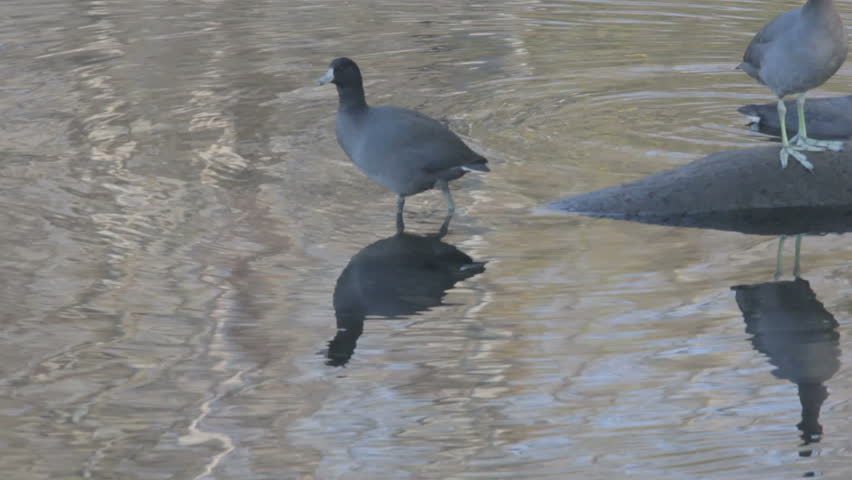 American coots standing on partially submerged log with reflections