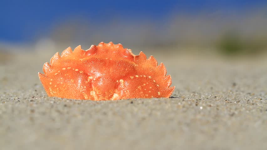 Old shell crab half buried in beach sand