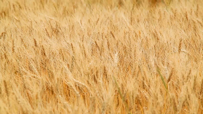 Wheat Blowing in Wind 1080p amber waves of grain