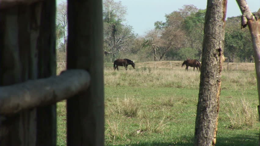 Brazil: Fauna of Amazon river region - horses in a paddock
