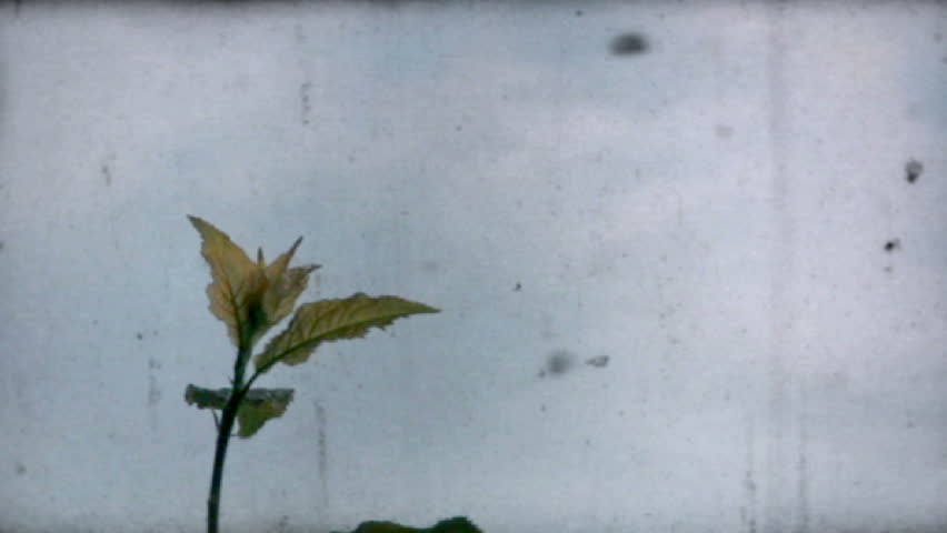 720p Leaf waves in breeze, old film effect