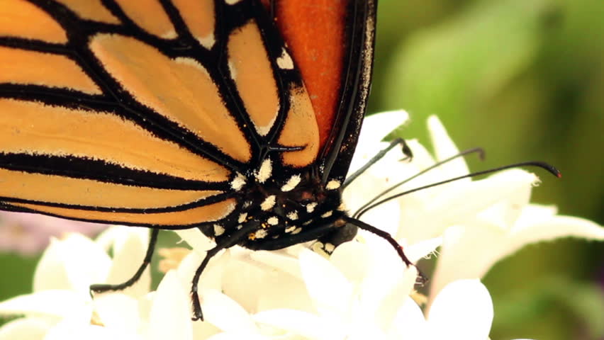 Macro HD video clip of a Monarch Butterfly