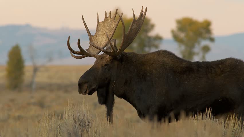 Big bull moose with full antlers eating grass in the evening 