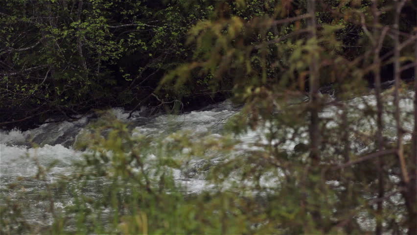 Dolly move along a Creek in the Mountains