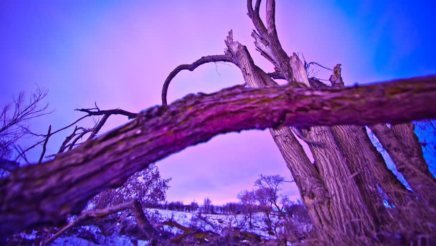 Dolly on Tree at Night at Deer Valley