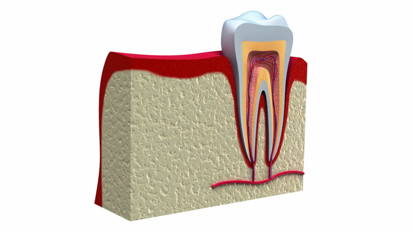 Anatomy of healthy teeth and dental implant in jaw bone. 
