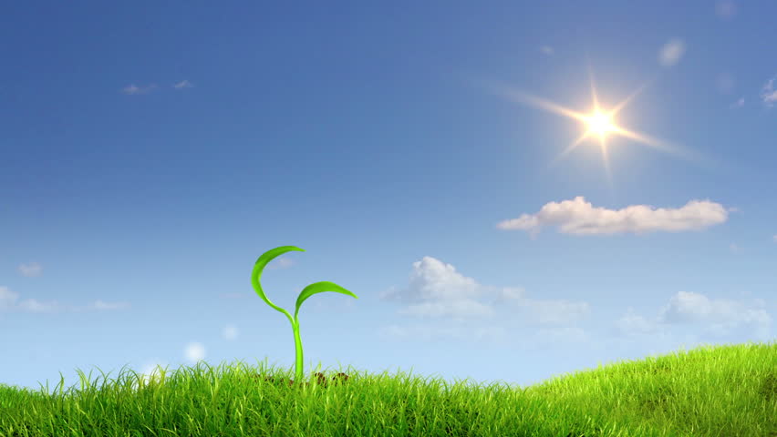 growing plant against sky background, 3d animation