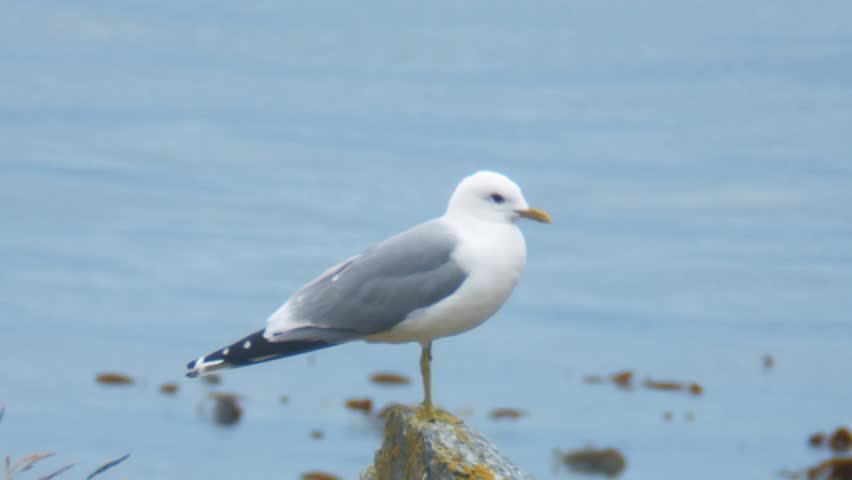 gull