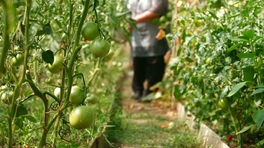 Female gardener cultivates tomatoes in the vegetable greenhouse 