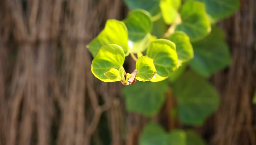 Many leafs of ivy cover a wall