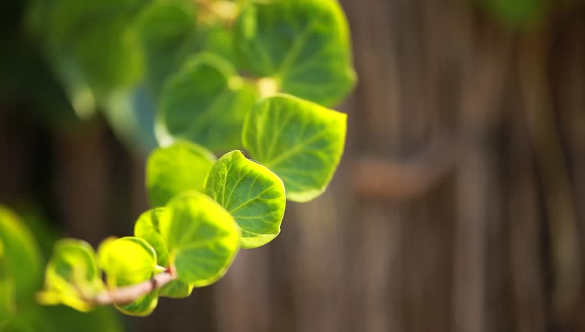 Many leafs of ivy cover a wall