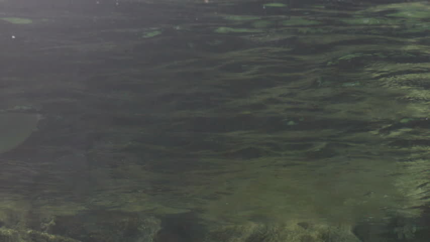 Pelican, spearfishing