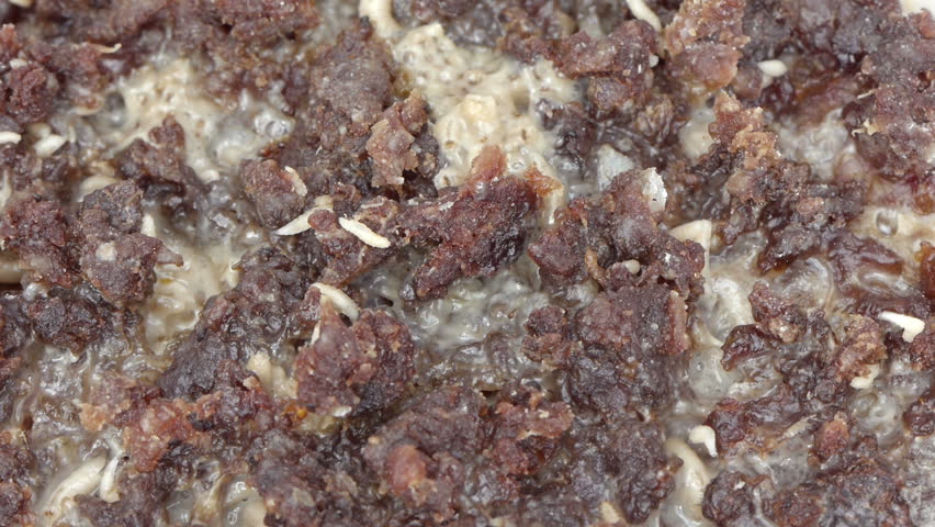 Fly Larvae on Putrid Meat HD.  Shot with macro lens.
