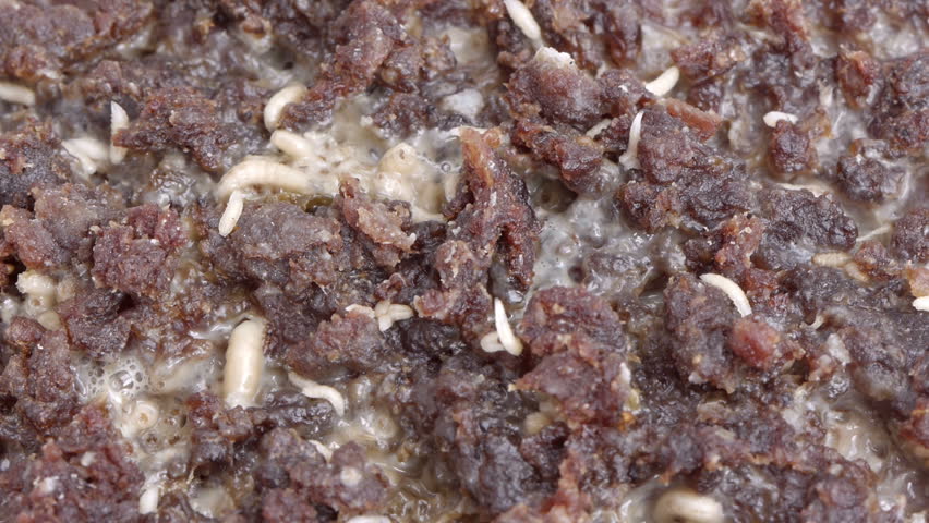 Many Fly Larvae on Putrid Meat HD.  Shot with macro lens.
