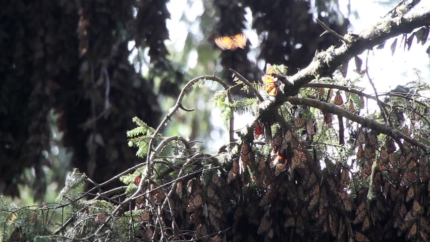 the amazing monarch butterfly sanctuary in mexico, where millions of butterflies return to each year from the USA and canada