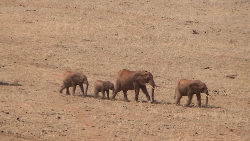 African elephants in the Kenyan savannah (in the "Tsavo East National Park")