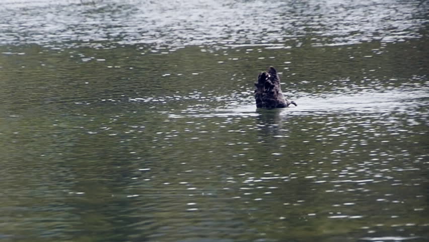 a black swan on a lake