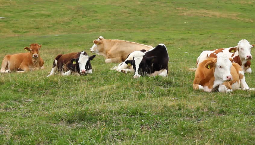 Cows and young heifers on high mountain pasture.