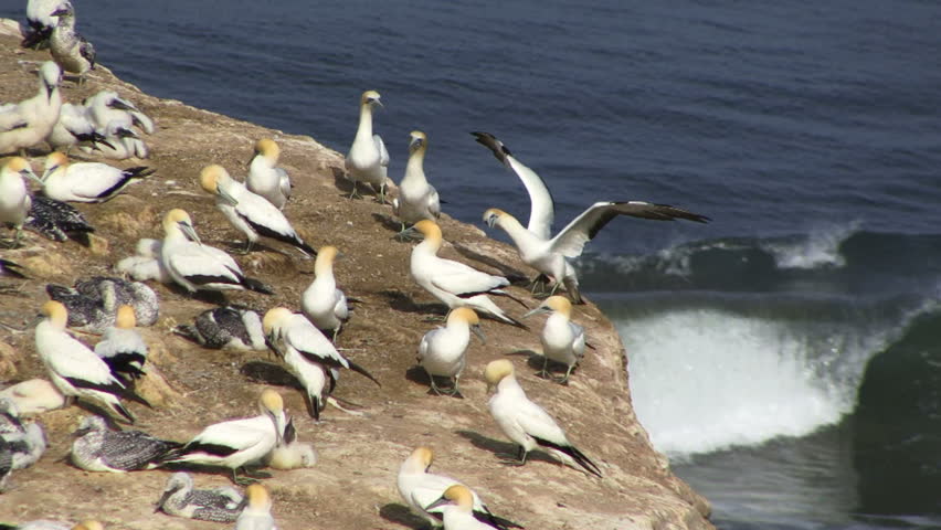 Gannet colony in New Zealand