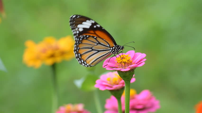 Butterfly eating pollen flower