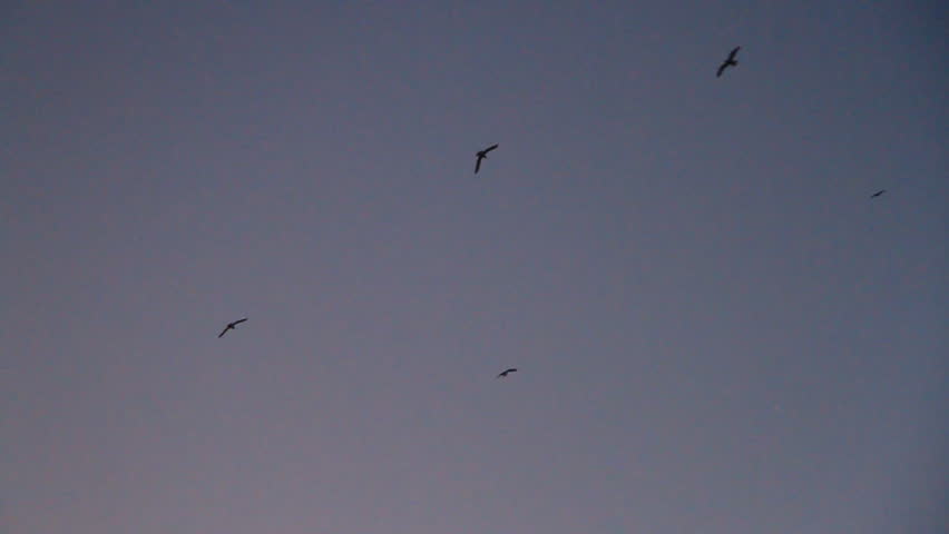 Birds circle silhouetted against an evening sky