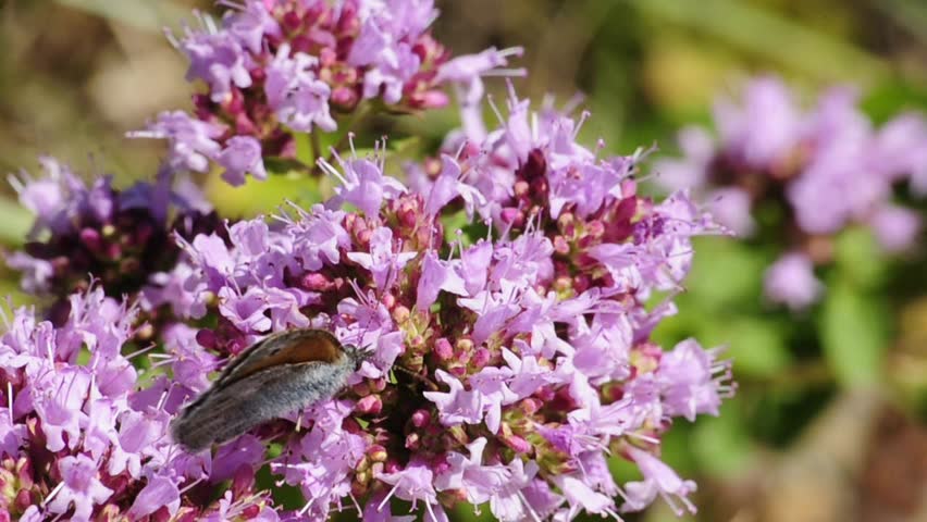 small heath butterfly on oregano bloom