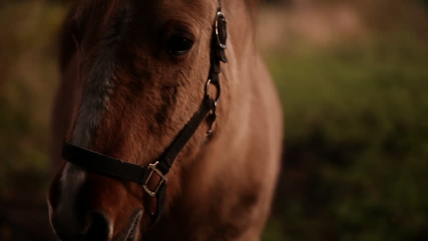 Close up portrait view of a horse looking directly into the camera