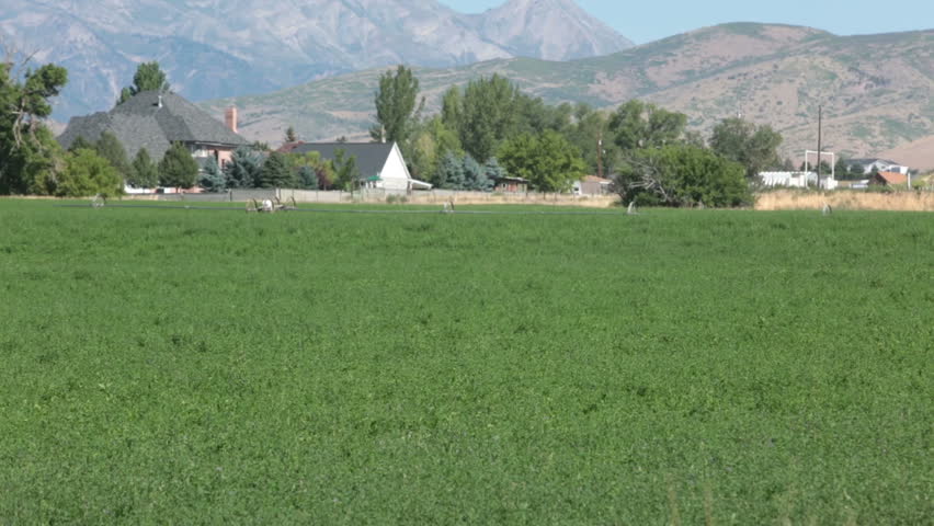 FOUNTAIN GREEN, UTAH 1 AUG 2012: Farmer rural community cut alfalfa hay tractor.  Crops and fields destroyed by mud and ash from flood over wildfire burn area. Agriculture failures after floods.