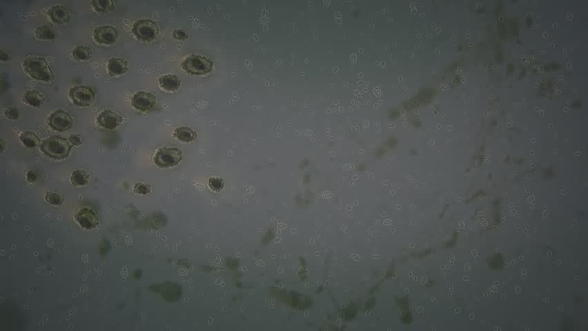 Directional flow of organic cells with alpha channel in Full HD