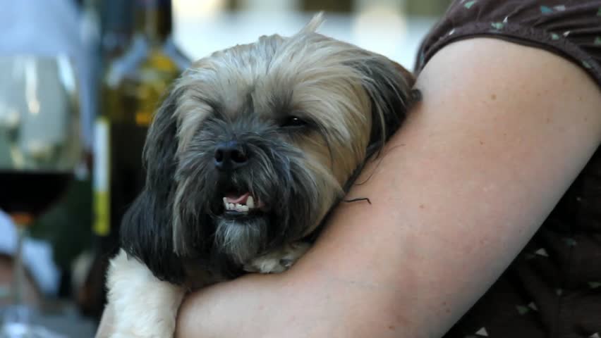 Small Furry Dog Held In Lady's Arm With Wine Bottle In Background