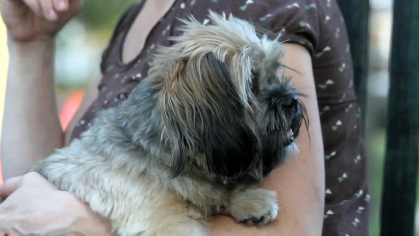 Small Furry Adorable Dog In Woman's Arm Gets Slightly Rocked