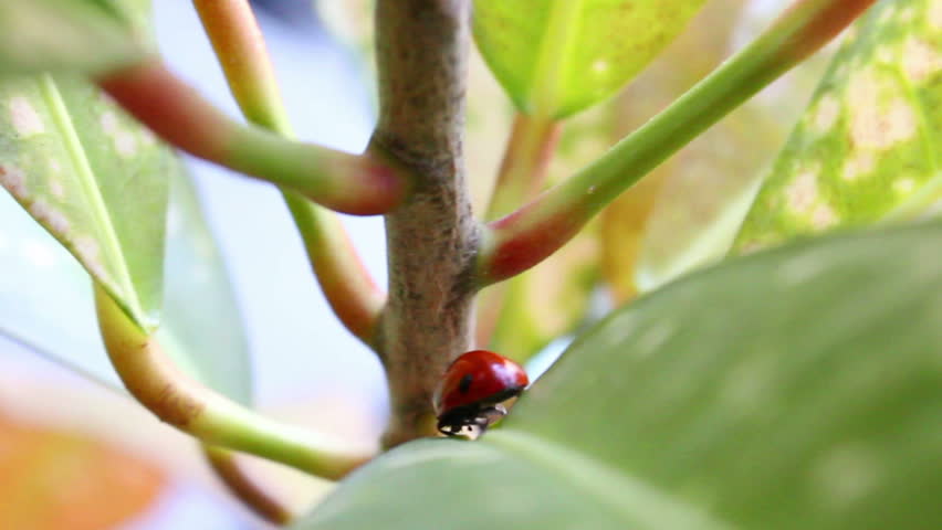 ladybug crawling on the plant