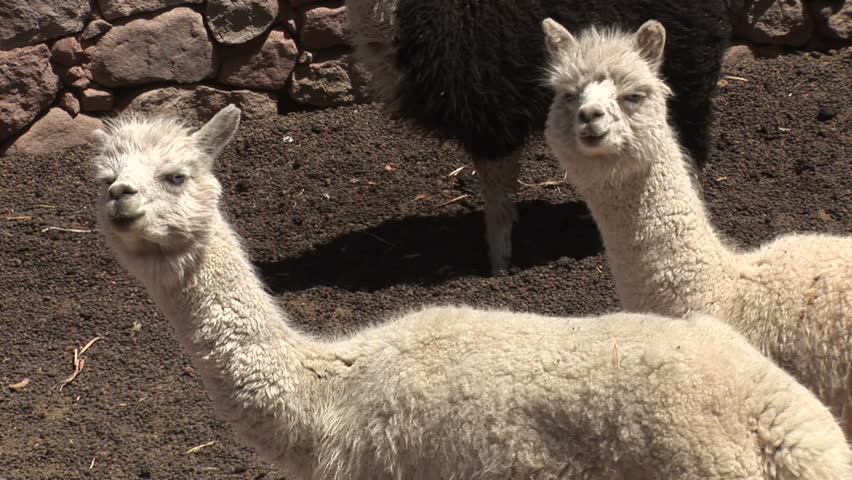 Alpacas in the Atacama Desert, Chile