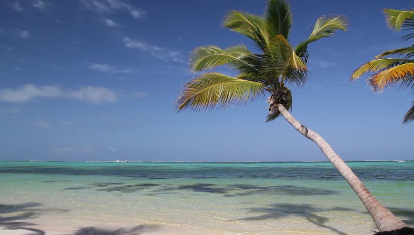 Palm on tropical beach, footage