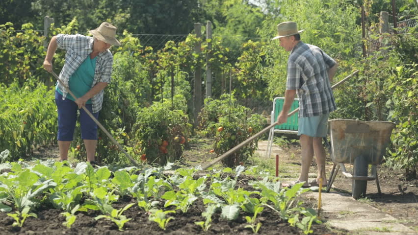 senior farming couple working in vegetable garden in summer