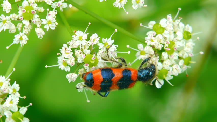 Orange black beetle collecting nectar on a white flower. Macro.