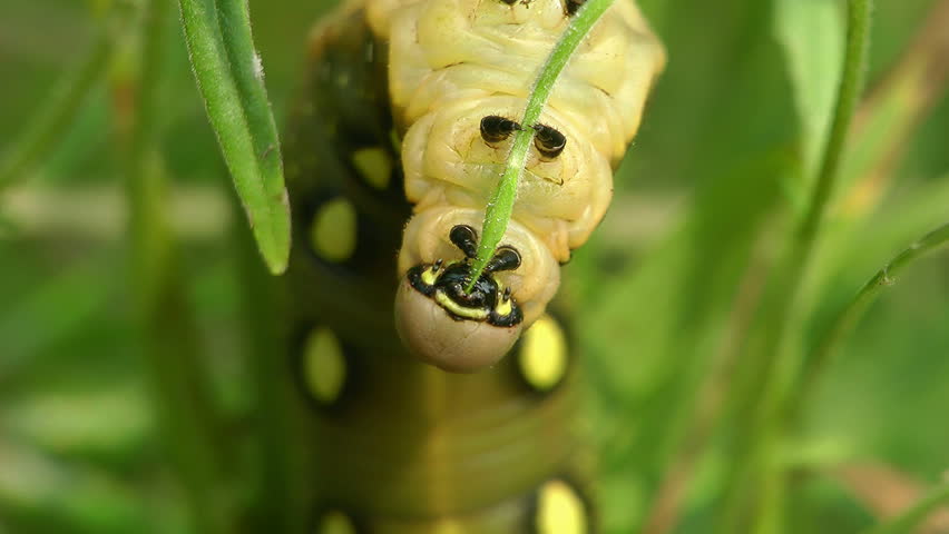 insect life. the caterpillar eats.  