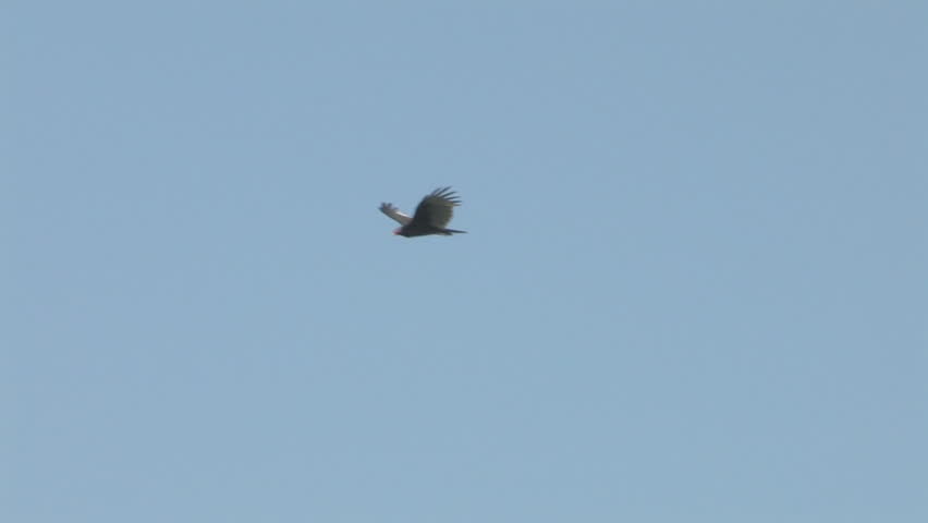 turkey vulture soaring in the blue sky